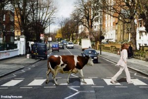 "Look pal, I'm afraid the drumming's a bit, um... hoofy." "Hmph. I thought you liked cows."